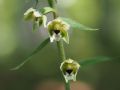 Epipactis helleborine